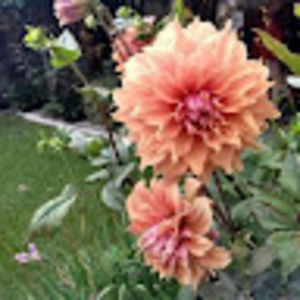 Meet your Posher, Heather